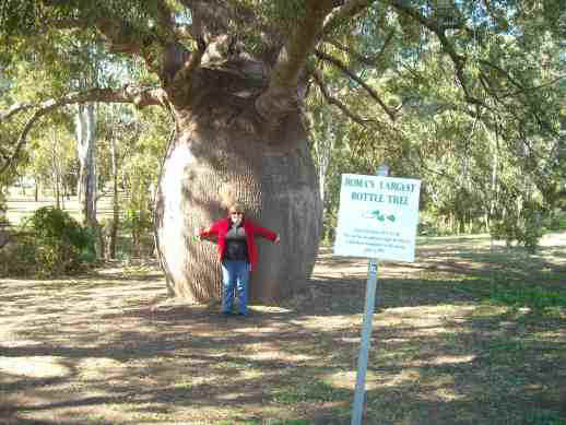 2010_07_14b_roma_bottle_tree.jpg (62335 bytes)